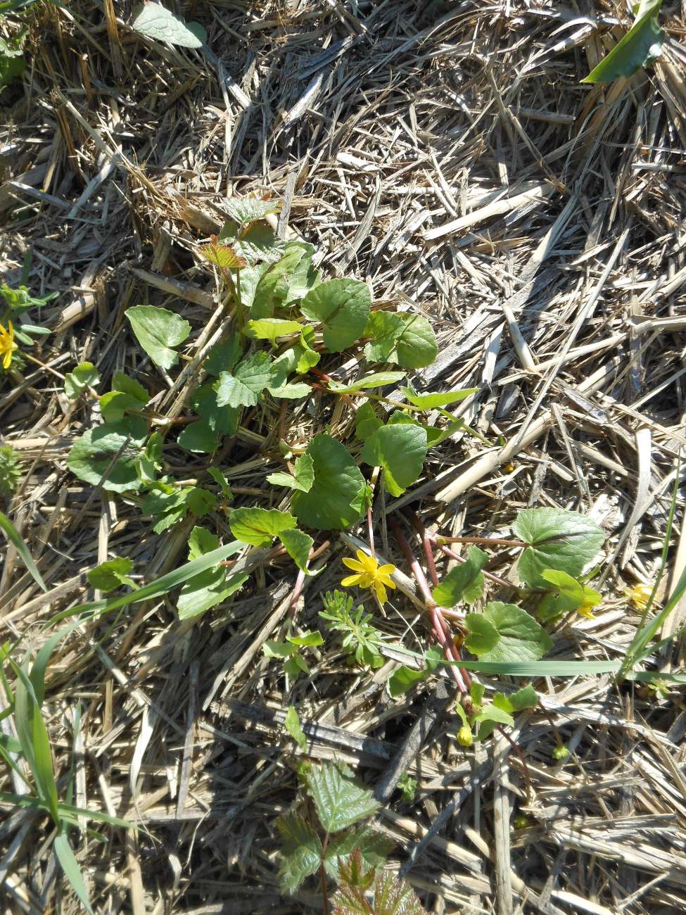 Ficaria verna (=Ranunculus ficaria) subsp. ficariiformis